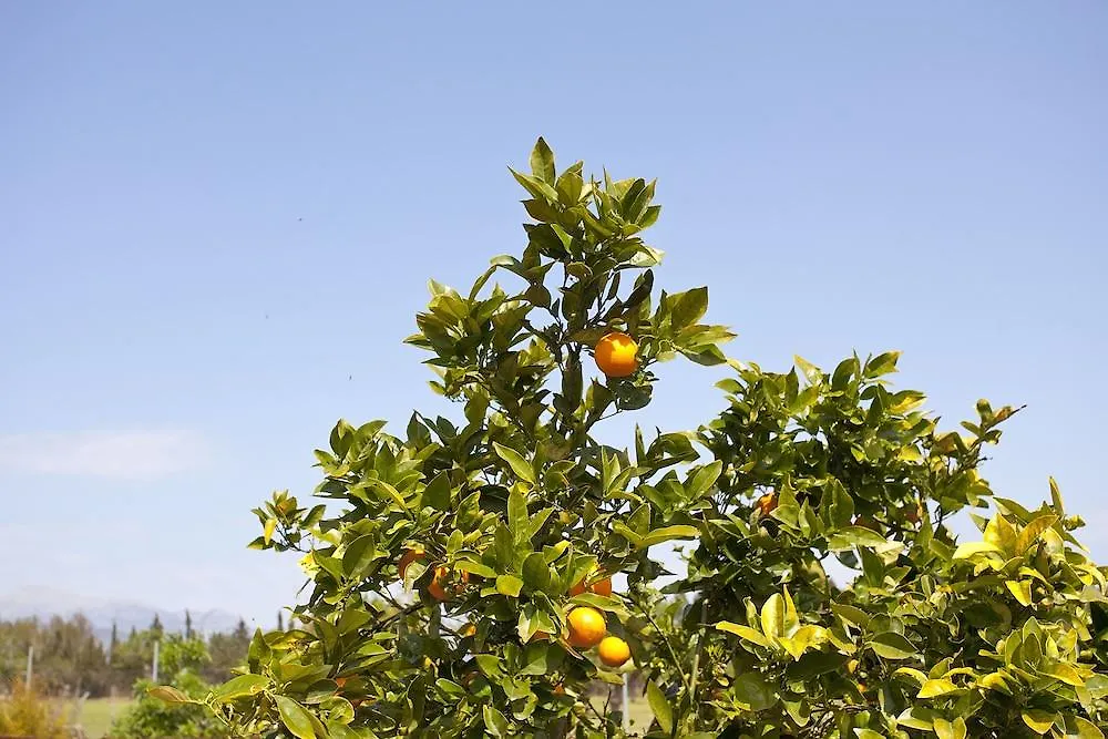 Agroturismo Es Quatre Cantons Binissalem Farm stay