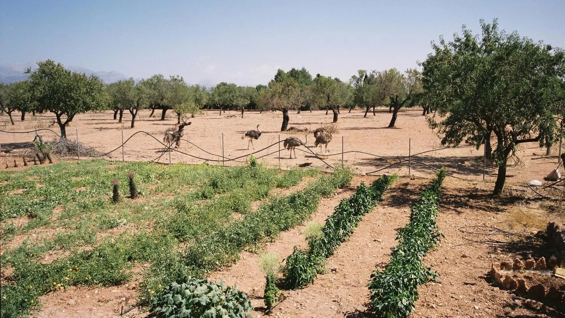 Farm stay Agroturismo Es Quatre Cantons Binissalem